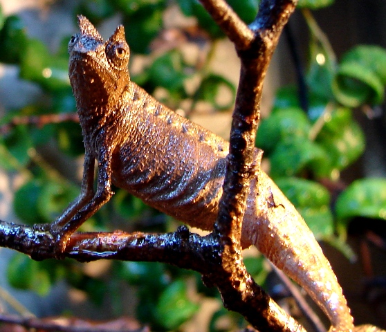 Brookesia