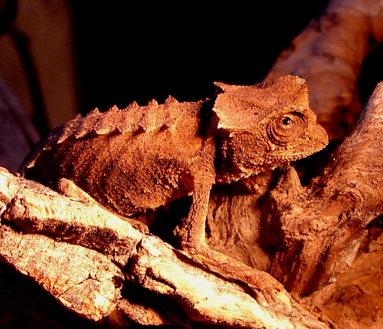 Brookesia