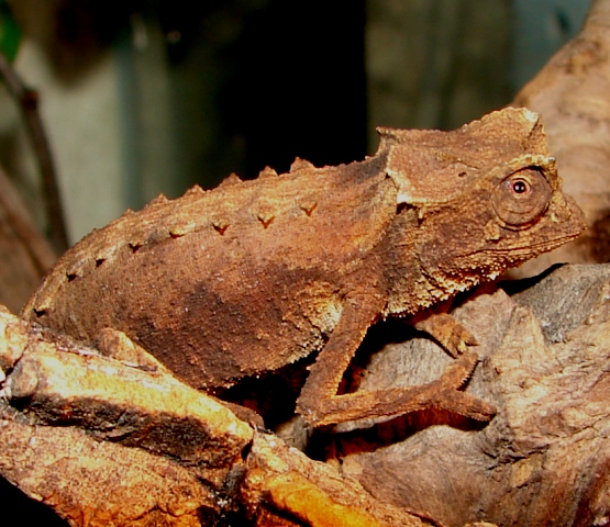 Brookesia