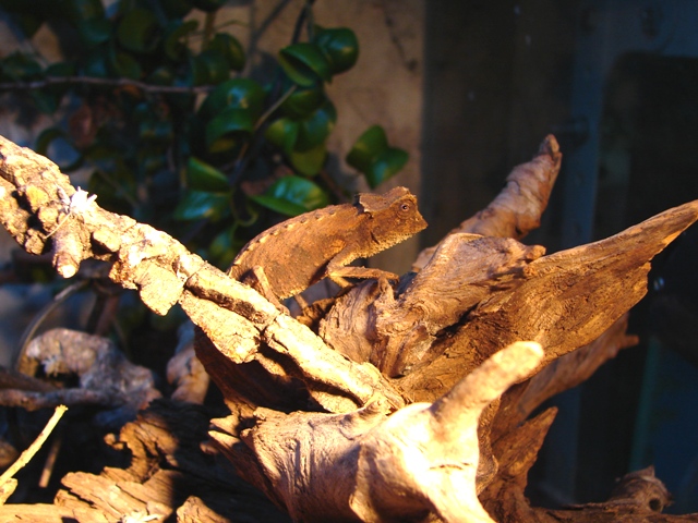 Brookesia