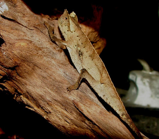 Brookesia