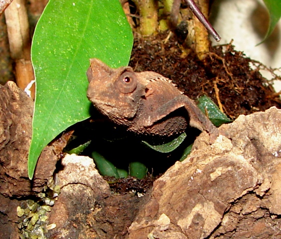 Brookesia