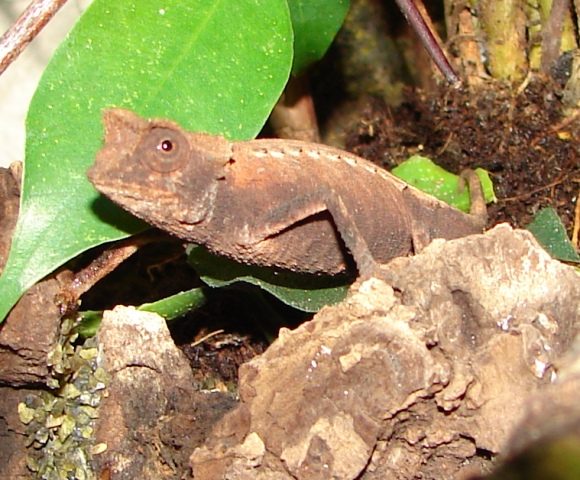 Brookesia