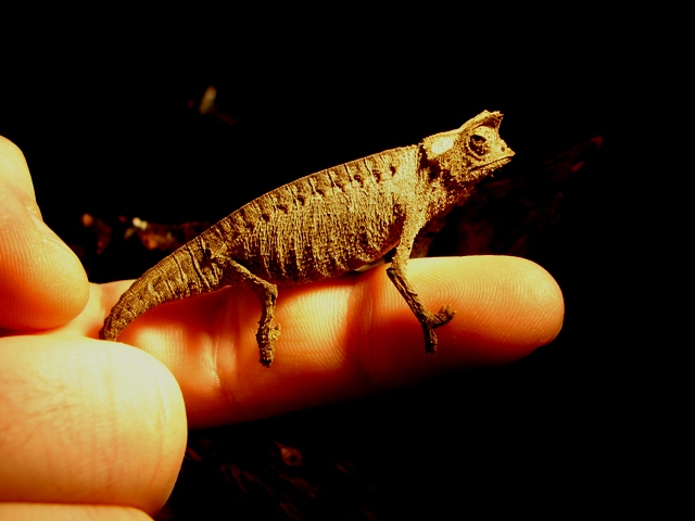 Brookesia