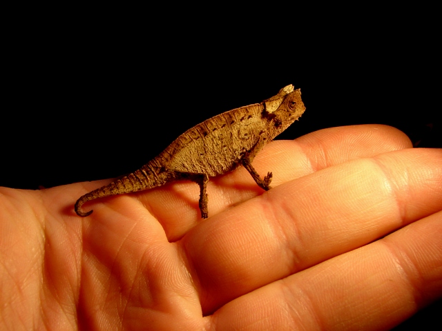 Brookesia