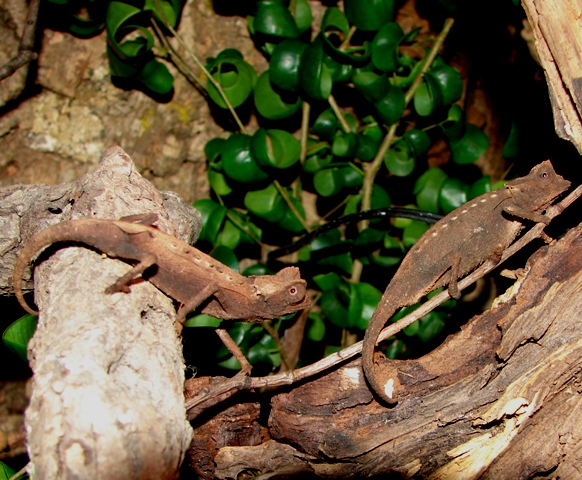 Brookesia