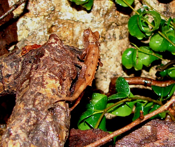 Brookesia