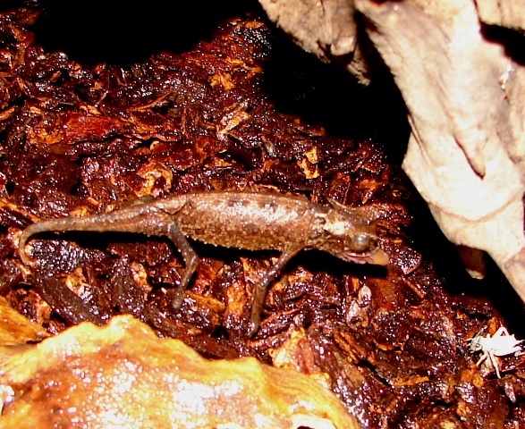 Brookesia