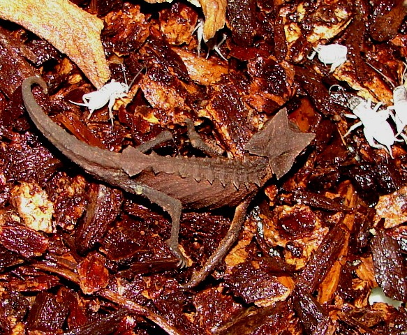 Brookesia