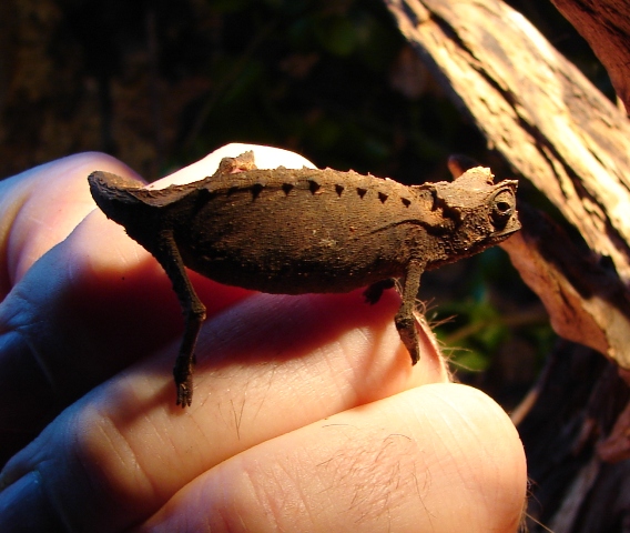 Brookesia