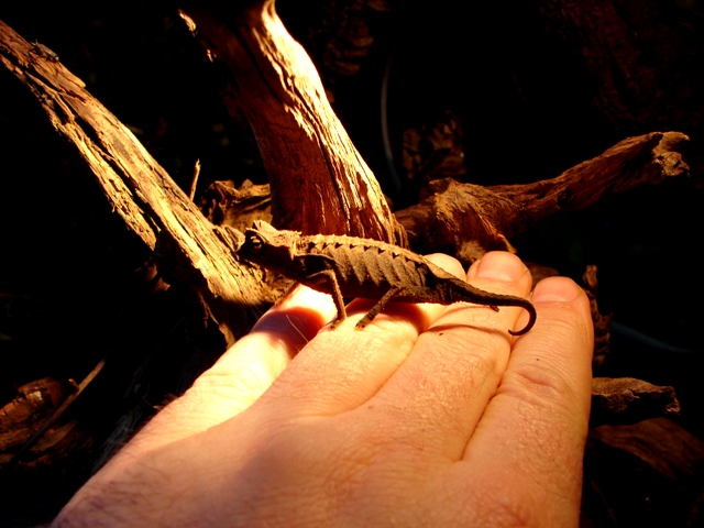 Brookesia