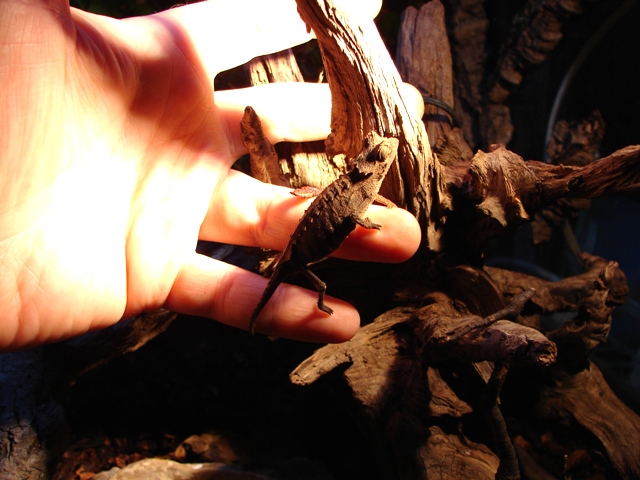 Brookesia