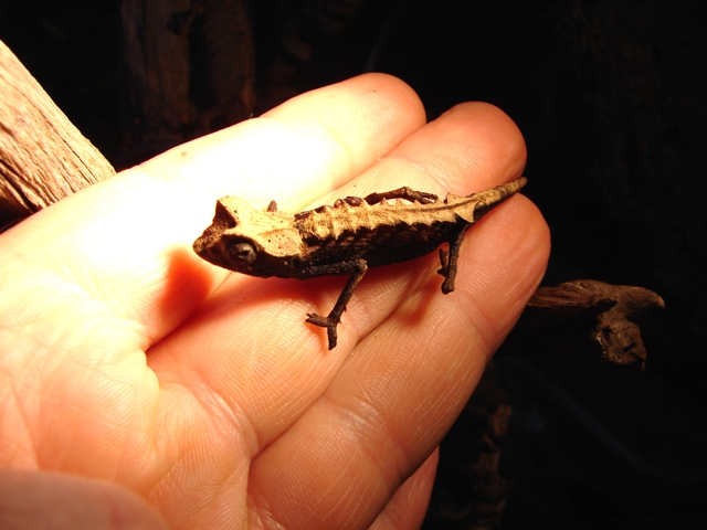 Brookesia