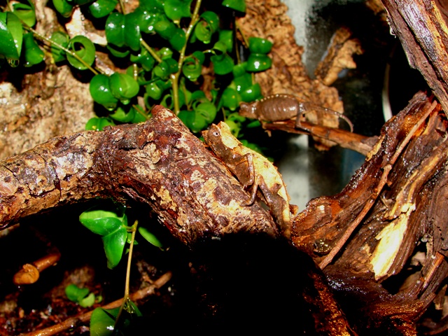 Brookesia