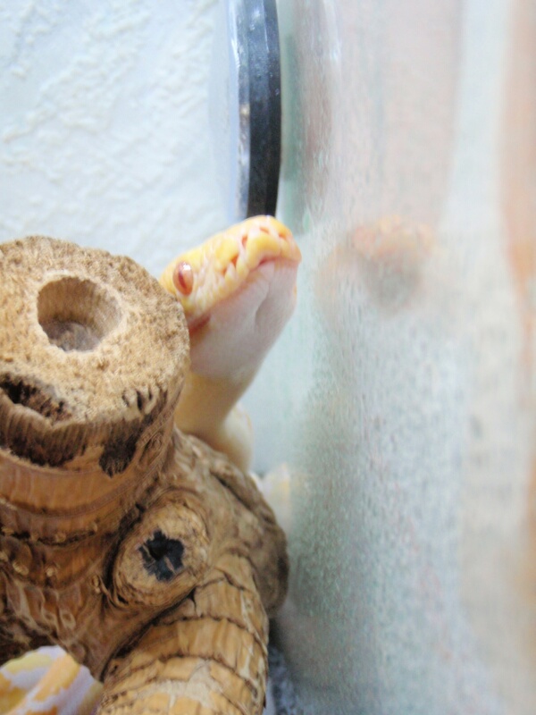 Lavander Albino Tiger Retic