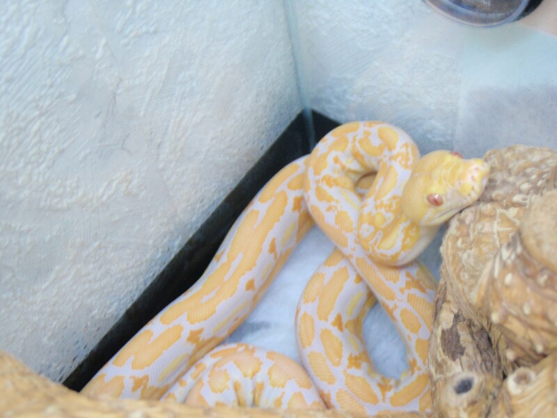 Lavander Albino Tiger Retic