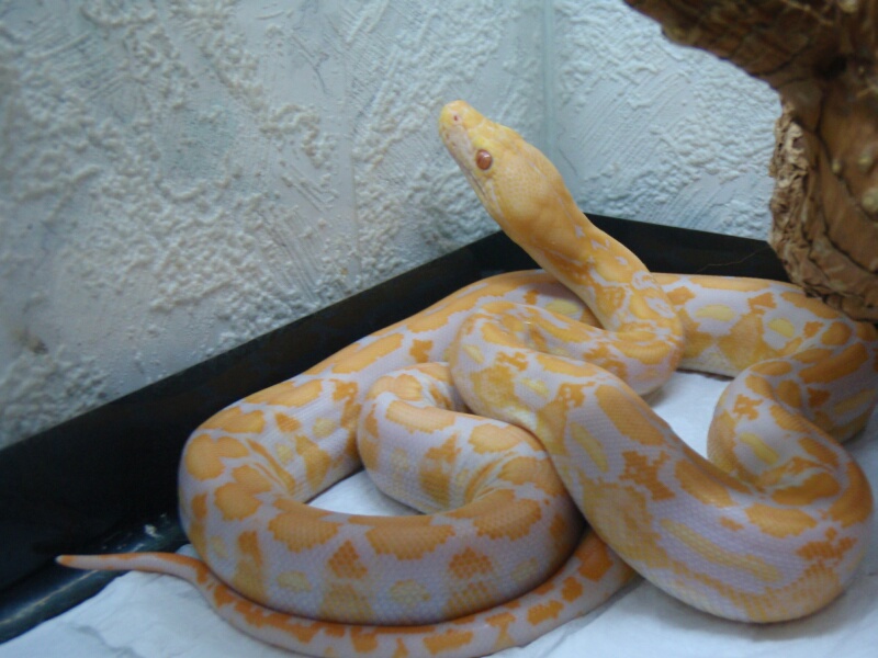 Lavander Albino Tiger Retic