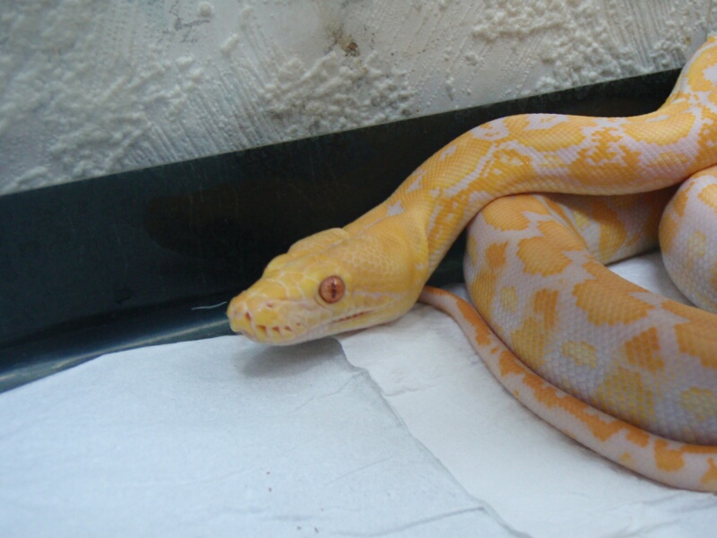 Lavander Albino Tiger Retic