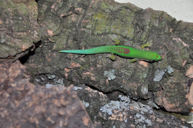 Phelsuma lineata