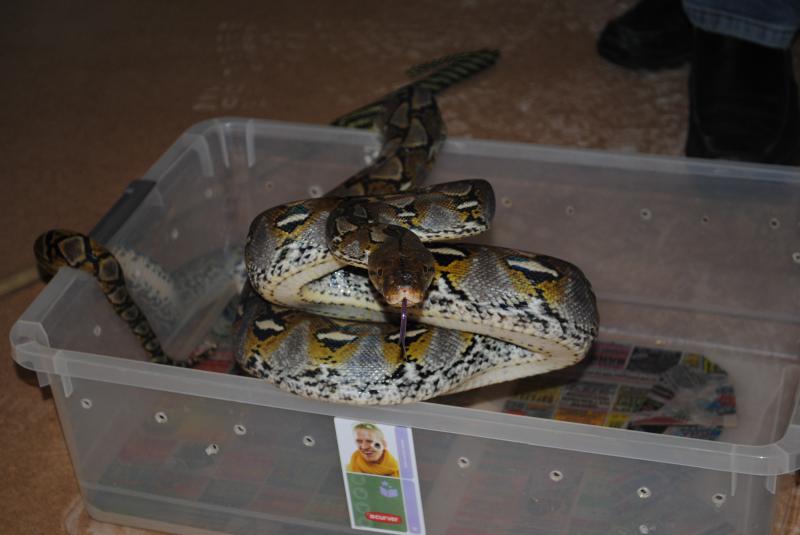 P.reticulatus (Buton)