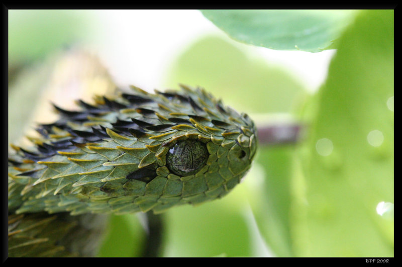 Atheris hispida