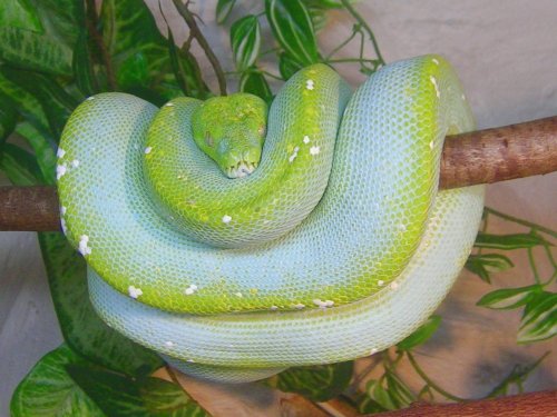 Morelia Viridis