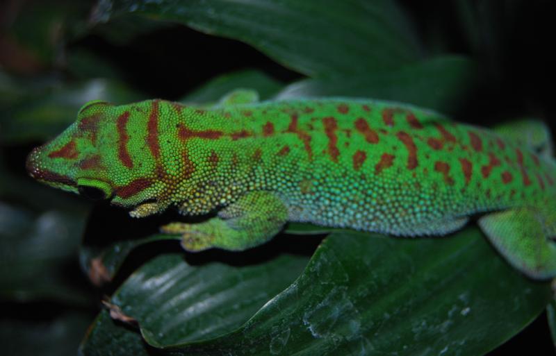 Phelsuma madagascariensis boehmei