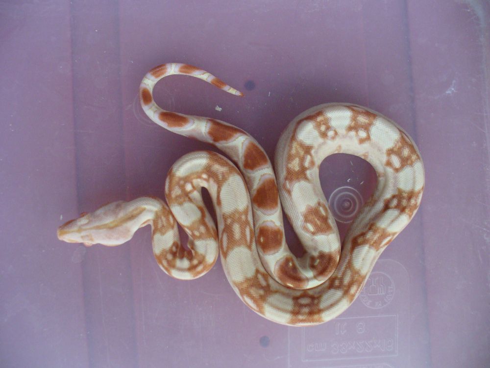 B.c. albino Sharp