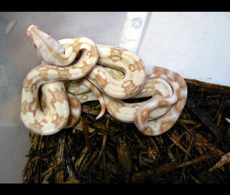 B.c. albino Kahl