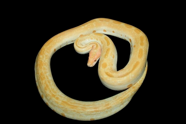 albino green