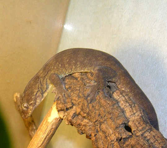 Rhacodactylus trachyrhynchus trachycephalus,