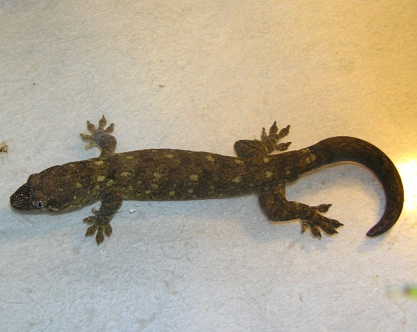 Rhacodactylus trachyrhynchus trachycephalus,