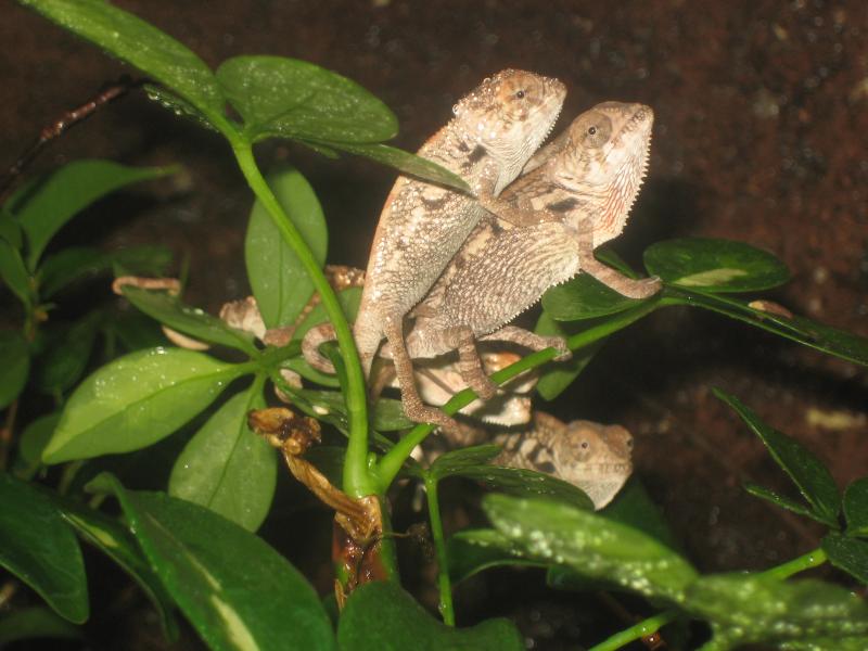 Furcifer Pardalis