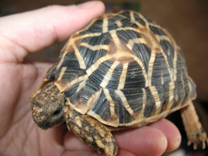 Geochelone elegans