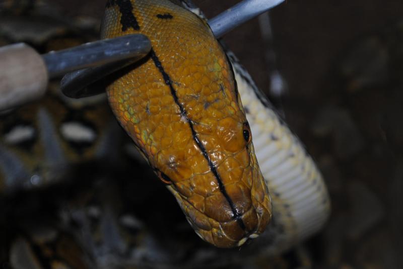 P.reticulatus (Buton)