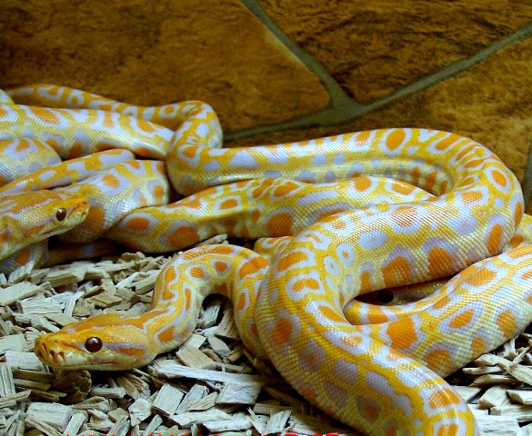 P. molurus albino