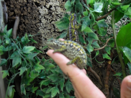 Furcifer lateralis