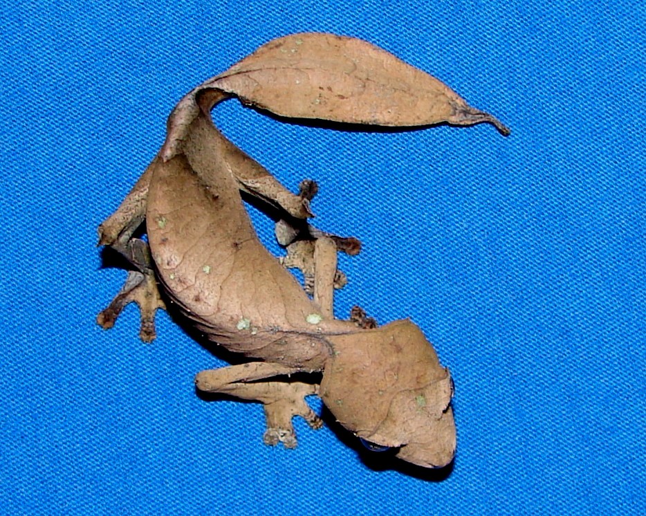 Uroplatus phantasticus