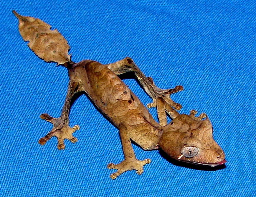 Uroplatus phantasticus