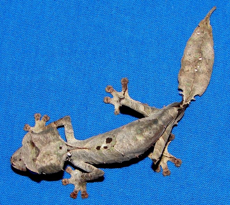 Uroplatus phantasticus