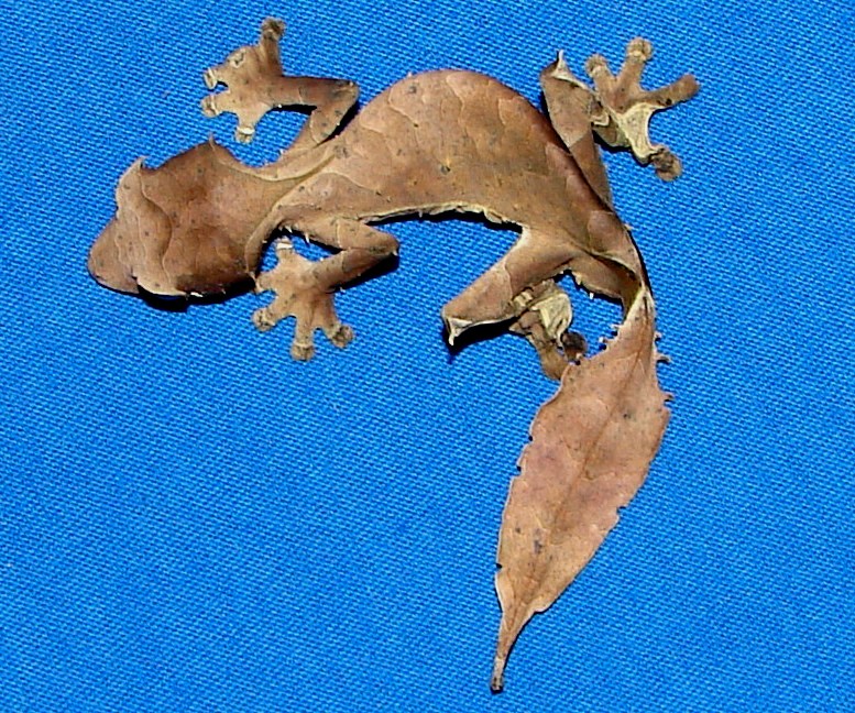 Uroplatus phantasticus