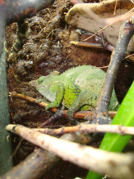 Kinyongia Multituberculata male