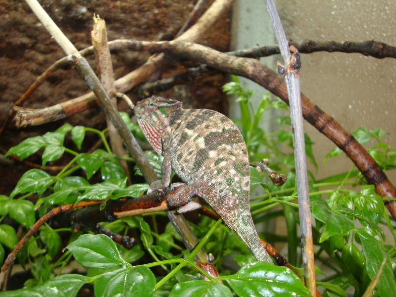 Kinyongia Tavetanum female