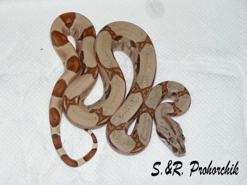 Boa constrictor Salmon het. Sharp albino(DH Sunglow)