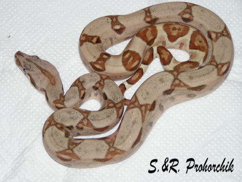 Boa constrictor Salmon het. Sharp albino(DH Sunglow)