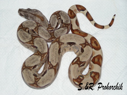 Boa constrictor Salmon het. Sharp albino(DH Sunglow)