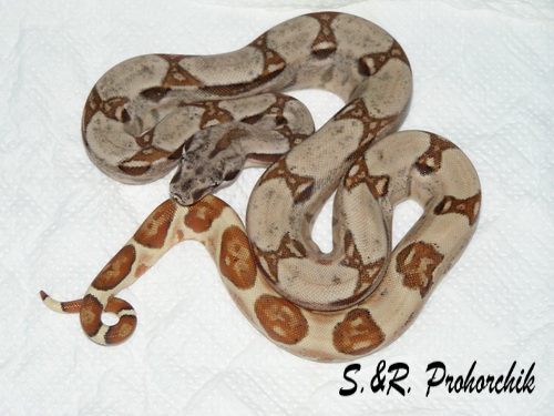 Boa constrictor Salmon het. Sharp albino(DH Sunglow)