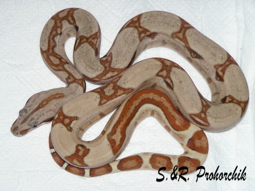 Boa constrictor Salmon het. Sharp albino(DH Sunglow)