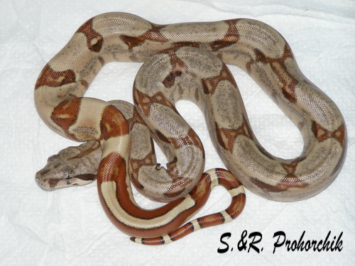 Boa constrictor Salmon het. Sharp albino(DH Sunglow)