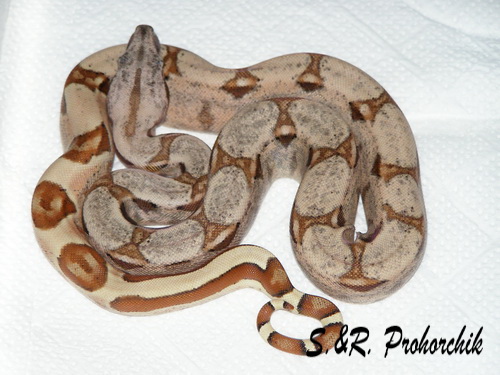 Boa constrictor Salmon het. Sharp albino(DH Sunglow)